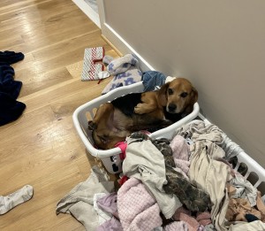 Photo of Remi