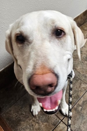 Photo of Indie