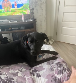 Photo of Samson