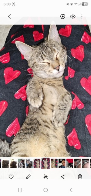 Photo of Pebbles