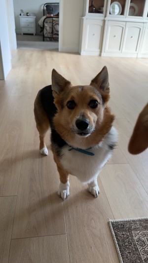 Photo of Bailey