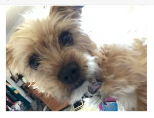 Photo of Gidget