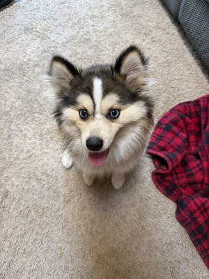 Photo of Mushu