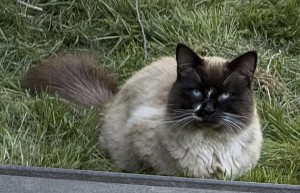 Photo of Smoky