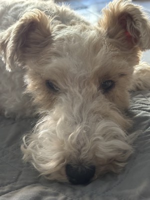 Photo of Snickers
