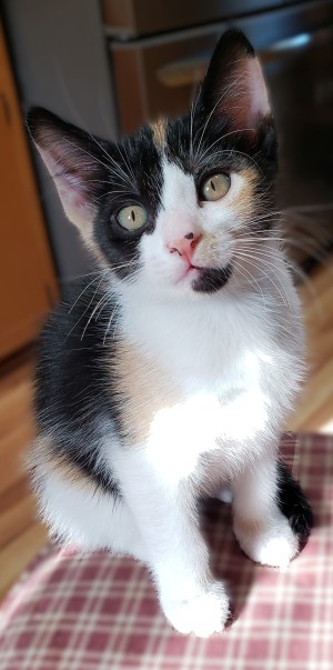 Photo of Cali