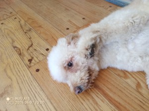 Photo of Boom