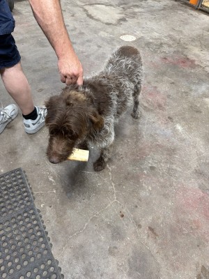 Photo of Watson