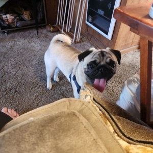 Photo of Milo
