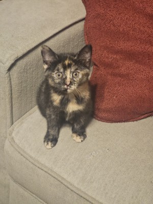 Photo of Kitten