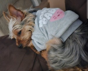 Photo of Nova
