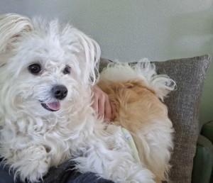 Photo of Muffin