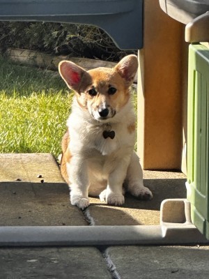 Photo of Mochi