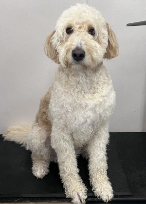 Photo of Murphy