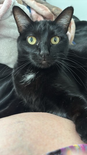 Photo of Salem