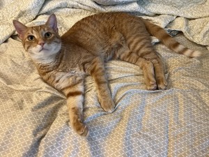 Photo of Tango
