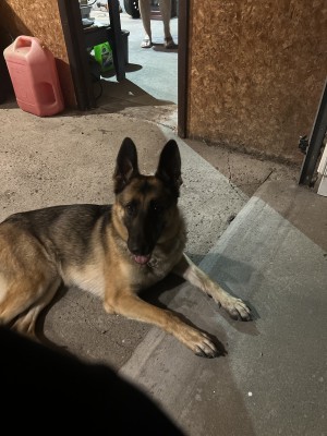 Photo of Bailey