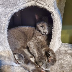 Photo of Ollie