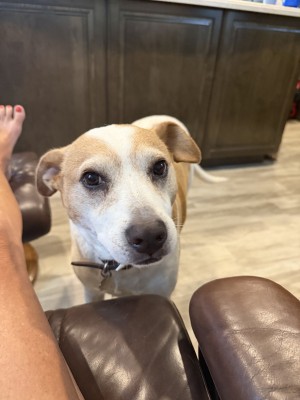 Photo of Bohdi