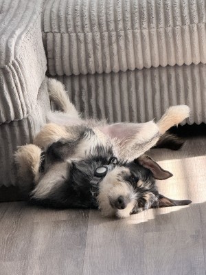 Photo of Shadow