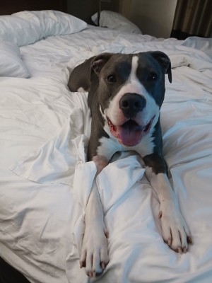 Photo of Moose