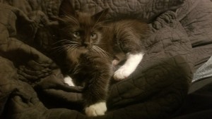 Photo of Tuxe