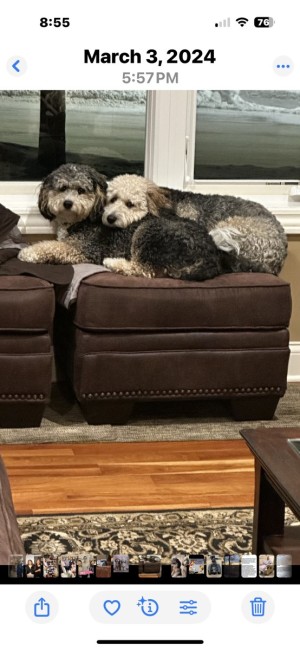 Photo of Gracie And Griffin