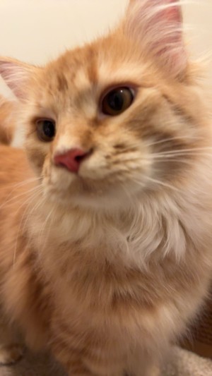 Photo of Milo