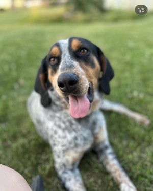 Photo of Goose