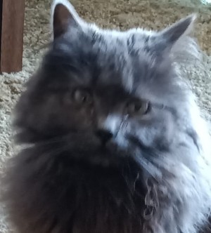 Photo of Zaeli