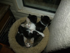 Photo of Panda Blk And Wh, Sheba Solid Black,