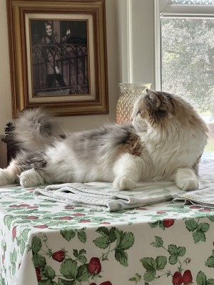 Photo of Maeve