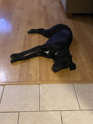 Photo of Max