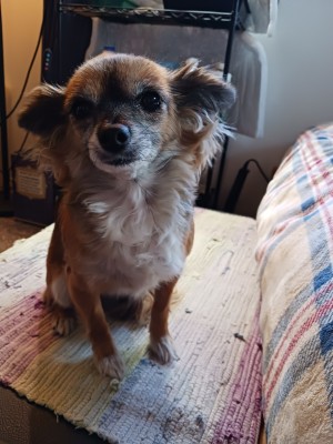 Photo of Tika