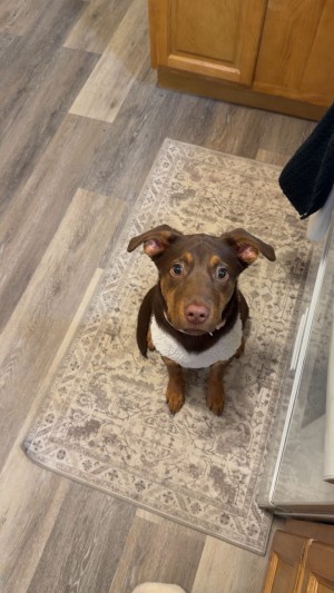 Photo of Mocha