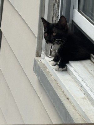 Photo of Binx Jr