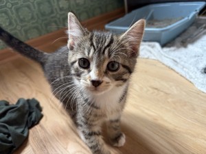 Photo of Rocket