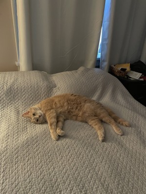 Photo of Marzipan