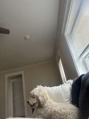 Photo of Penny
