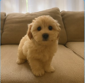 Photo of Maizy
