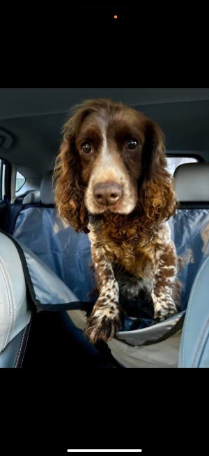 Photo of Buddy