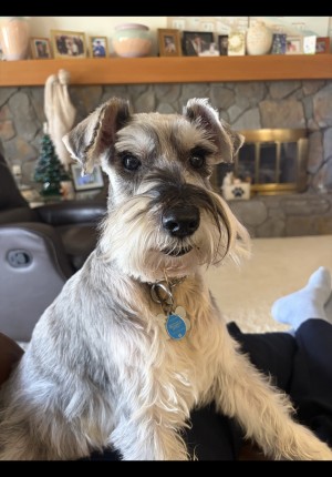 Photo of Spritzer