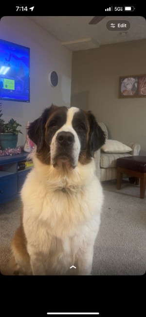 Photo of Willow