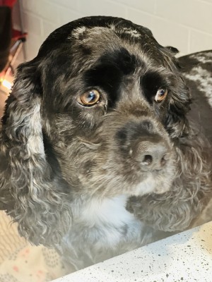 Photo of Charlie