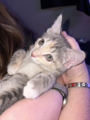 Photo of Sweetie