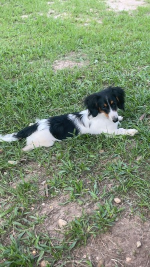 Photo of Josie