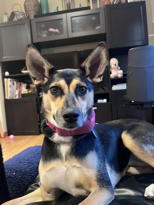 Photo of Violet