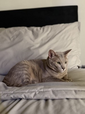 Photo of Sky (Bengal & Siamese)