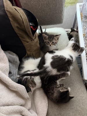 Photo of Kittens