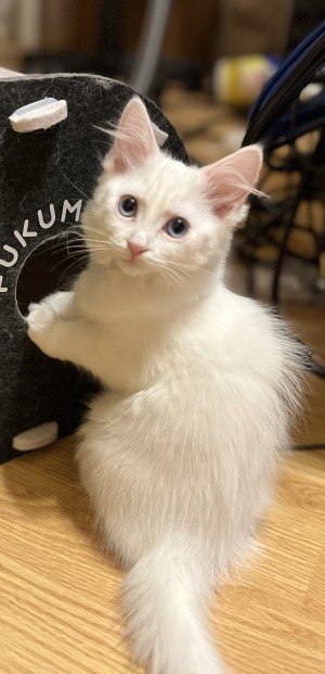 Photo of Puff